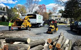 How Our Tree Care Process Works  in  Montague, MI